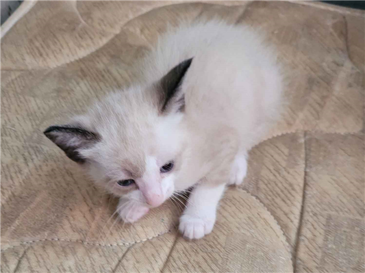 Gato para adoção Macho Pequeno 2 a 6 meses