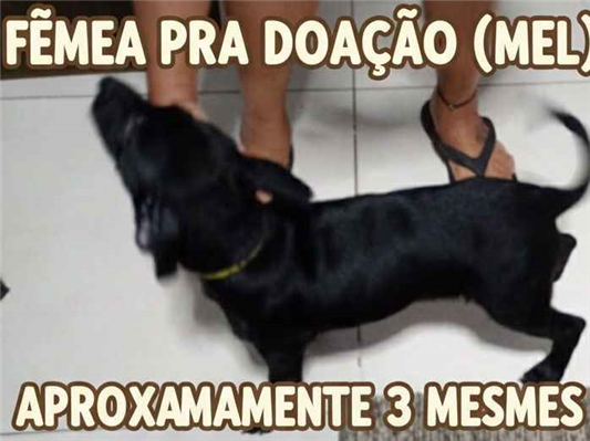 Cachorro cão para adoção Fêmea Médio  7 a 11 meses 