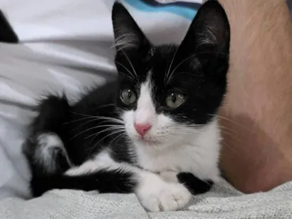 Gato SRD-ViraLata Pequeno 2-a-6-meses