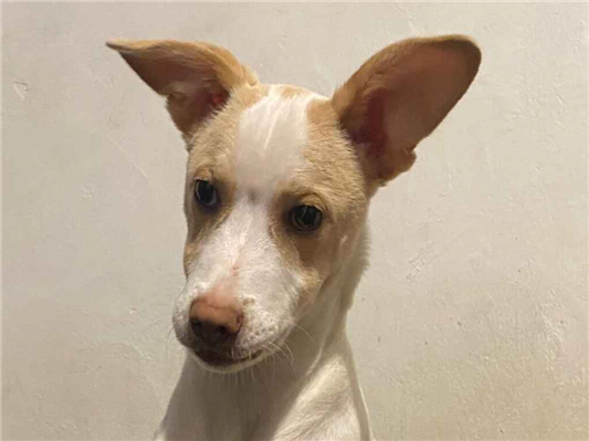 Cachorro cão para adoção Macho Médio  7 a 11 meses 