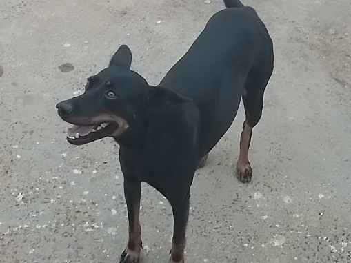 Cachorro cão para adoção Fêmea Médio  3 anos 