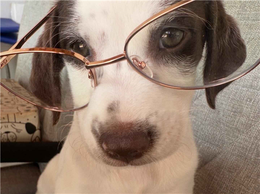 Cachorro cão para adoção Fêmea Pequeno 2 a 6 meses 