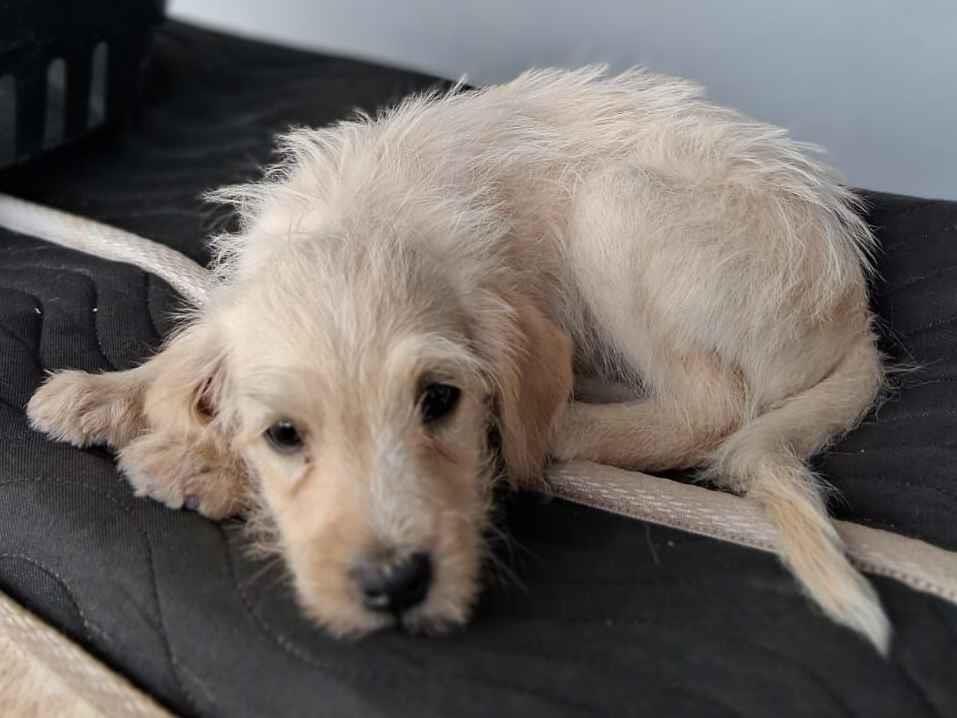 Cao Poodle Medio 2-a-6-meses