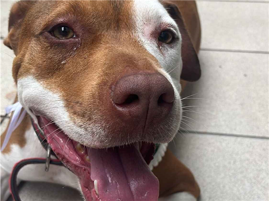 Cachorro cão para adoção Macho Médio  2 anos 