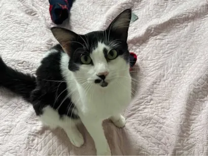 Gato SRD-ViraLata Medio 4-anos