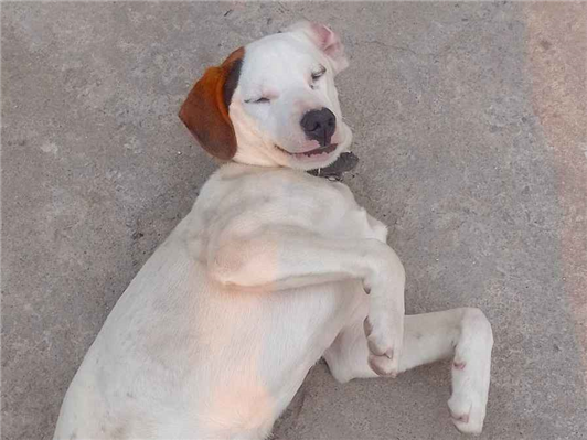 Cachorro cão para adoção Macho Médio  2 a 6 meses 