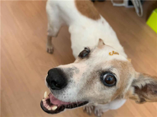 Cachorro cão para adoção Fêmea Médio  6 anos Acima 