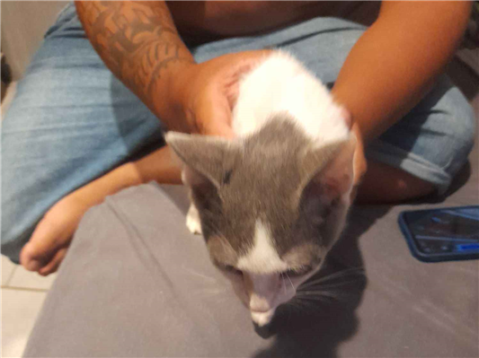 Gato para adoção Macho Pequeno 2 a 6 meses