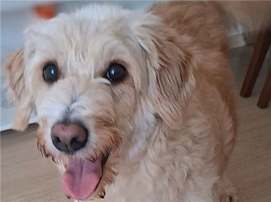 Cao Procura-Perdido Fêmea Médio 6 anos Acima 