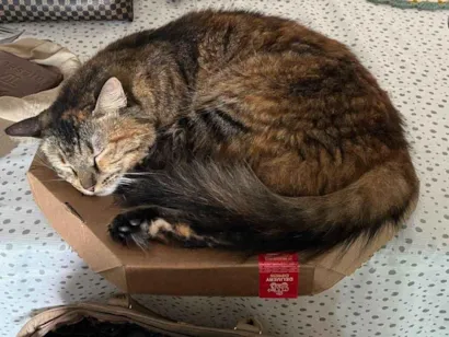 Gato SRD-ViraLata Medio 4-anos