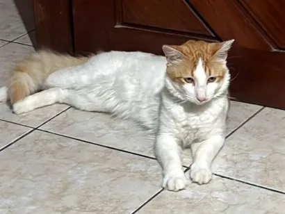 Gato SRD-ViraLata Medio 1-ano