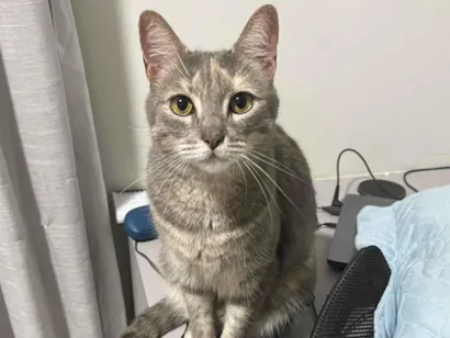 Gato SRD-ViraLata Medio 4-anos