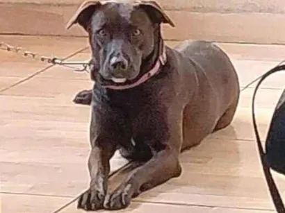 Cao SRD-ViraLata Medio 2-anos