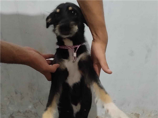 Cachorro cão para adoção Fêmea Médio  3 anos 
