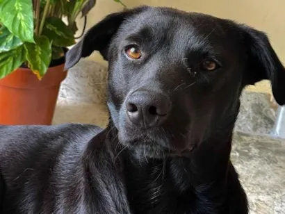 Cao SRD-ViraLata Medio 7-a-11-meses