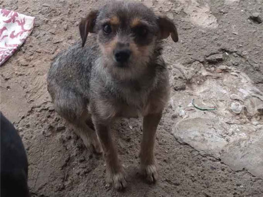 Cao - Fêmea Médio2 a 6 meses