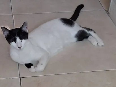 Gato SRD-ViraLata Pequeno 7-a-11-meses