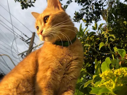 Gato SRD-ViraLata Medio 2-anos