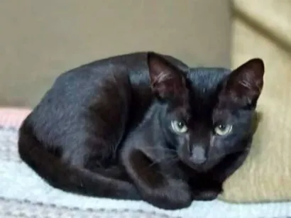 Gato SRD-ViraLata Pequeno 2-a-6-meses