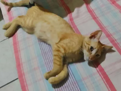 Gato SRD-ViraLata Pequeno 2-a-6-meses