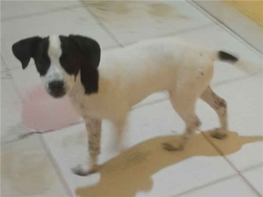 Cachorro cão para adoção Fêmea Pequeno 2 a 6 meses 