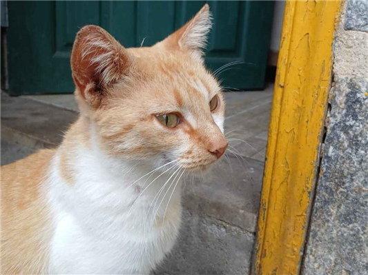Gato para adoção Fêmea Pequeno 1 ano