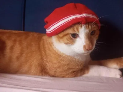 Gato SRD-ViraLata Grande 1-ano