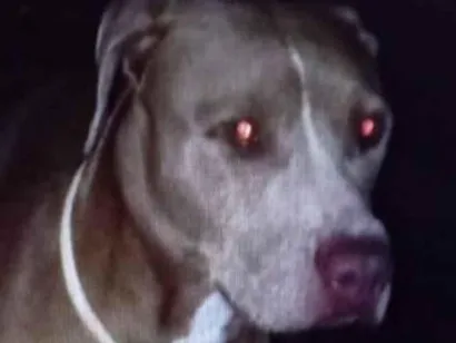 Cao Pit-Bull Medio 1-ano