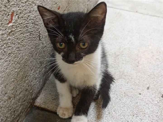 Cachorro cão para adoção Macho Pequeno 2 a 6 meses 