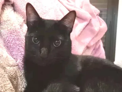 Gato SRD-ViraLata Pequeno 5-anos