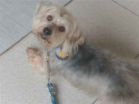 Cachorro cão para adoção Macho Médio  2 anos 