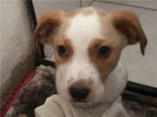 Cachorro cão para adoção Macho Médio  7 a 11 meses 