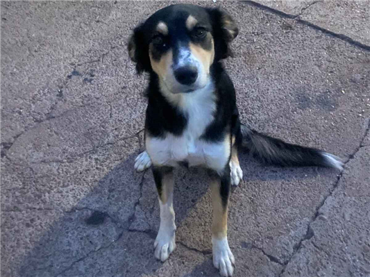 Cachorro cão para adoção Fêmea Médio  1 ano 