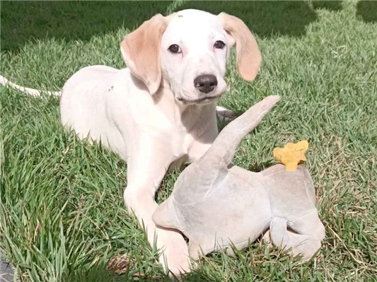 Cachorro cão para adoção Macho Médio  1 ano 