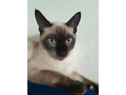 Gato SRD-ViraLata Medio 7-a-11-meses