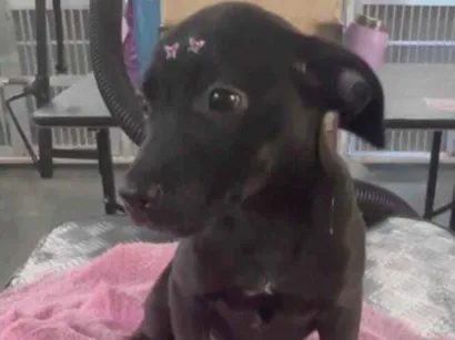 Cao SRD-ViraLata Medio 2-a-6-meses