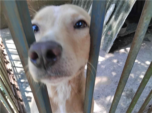 Cachorro cão para adoção Ambos Médio  2 a 6 meses 