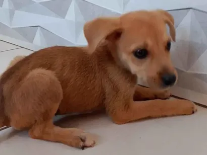 Cao SRD-ViraLata Medio 2-a-6-meses