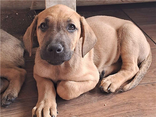 Cachorro cão para adoção Macho Médio  Abaixo de 2 meses 