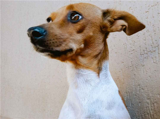 Cachorro cão para adoção Fêmea Médio  5 anos 