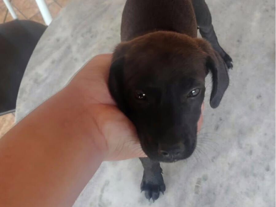 Cao SRD-ViraLata Medio 2-a-6-meses