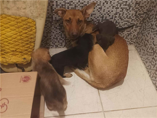 Cachorro cão para adoção Macho Médio  Abaixo de 2 meses 
