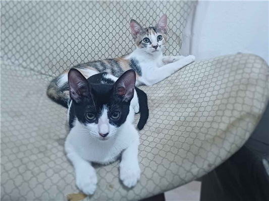 Gato para adoção Fêmea Médio 2 a 6 meses