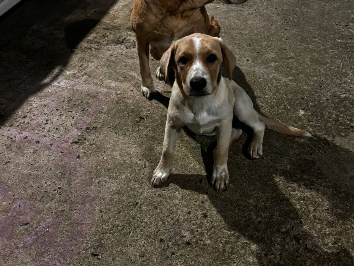Cao Labrador Grande 2-a-6-meses