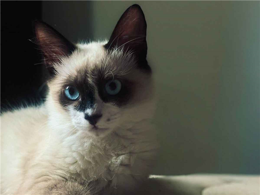 Gato para adoção Macho Médio 2 a 6 meses