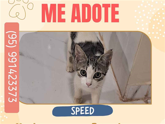 Gato para adoção Macho Pequeno 2 a 6 meses