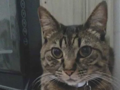 Gato SRD-ViraLata Pequeno 6-anos-Acima