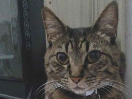 Gato Procura-Perdido Fêmea Pequeno 6 anos Acima 