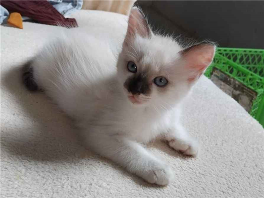 Gato para adoção Fêmea Pequeno Abaixo de 2 meses