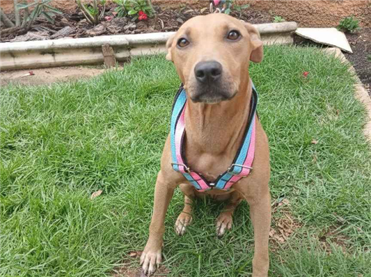 Cachorro cão para adoção Fêmea Médio  7 a 11 meses 